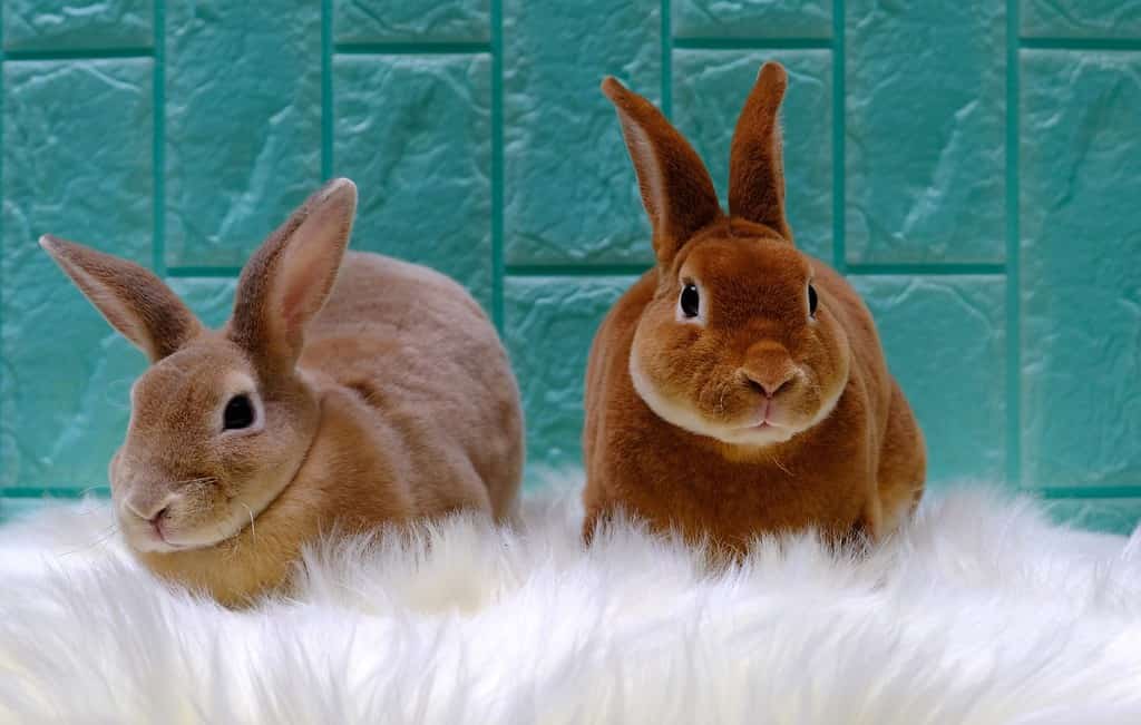 Coppia di conigli Mini Rex o conigli di velluto su un simpatico concetto di animale domestico con tappeto bianco