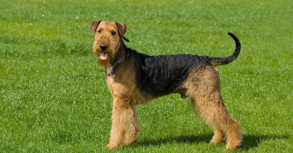 Airedale Terrier nel parco
