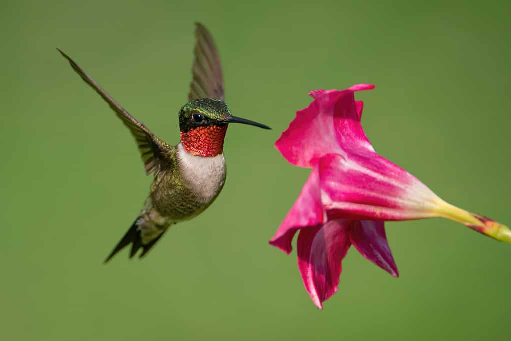 Un colibrì dalla gola rubino che raccoglie il nettare da un fiore di Mandevilla