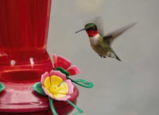 Il colibrì maschio dalla gola rubino si libra in posizione verticale vicino all'alimentatore