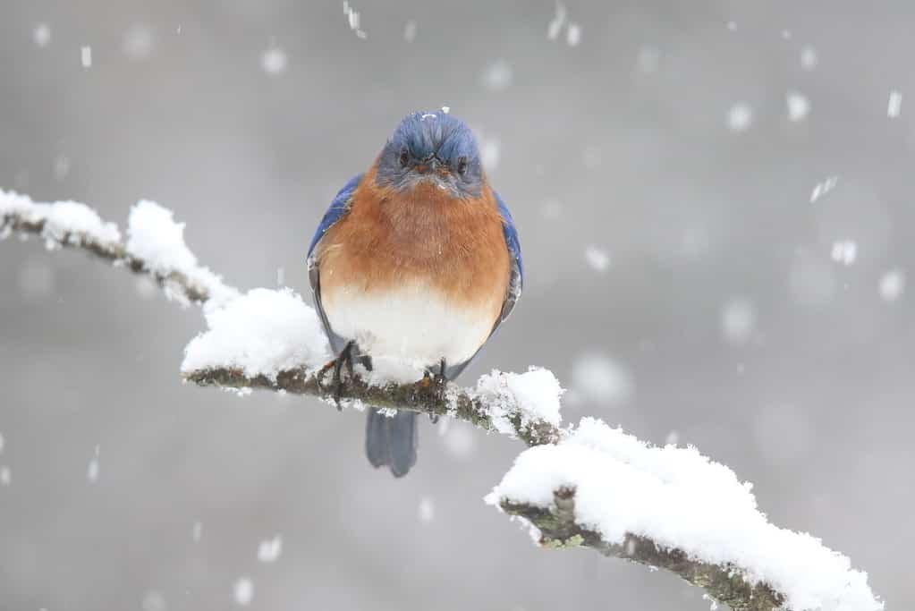 Bluebird orientale maschio che si appollaia su un ramo nevoso in una tempesta di neve invernale
