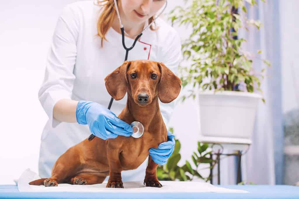 La dottoressa veterinaria ascolta il cane bassotto con uno stetoscopio.