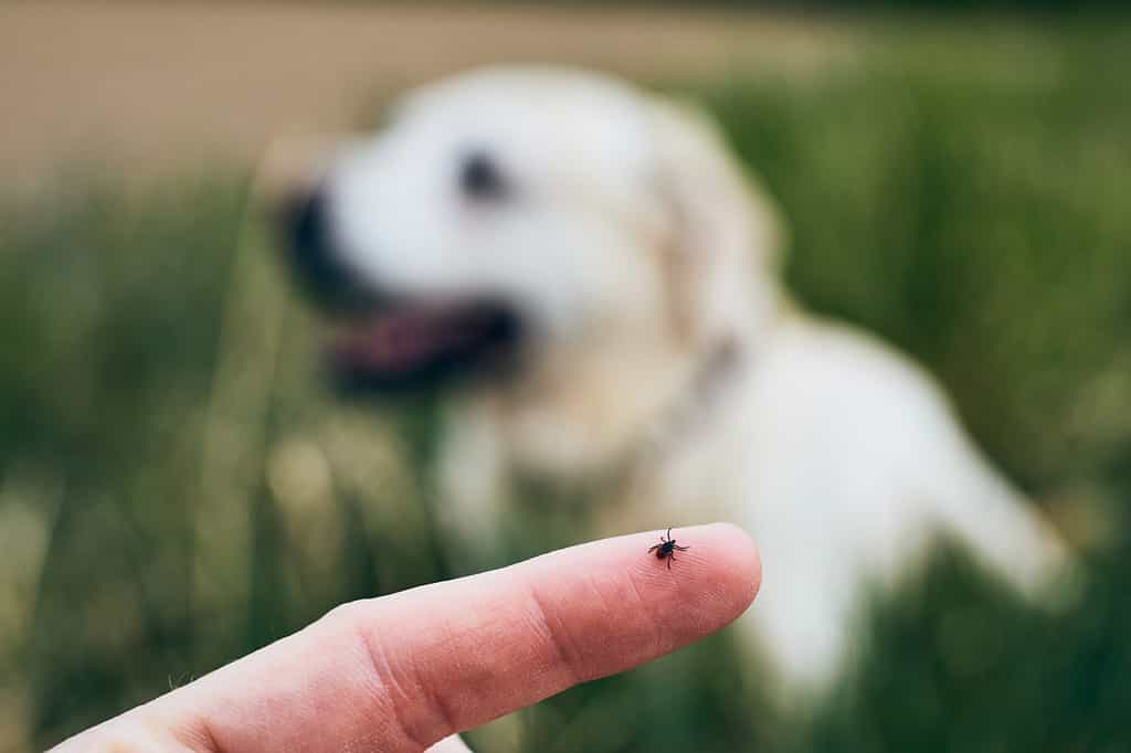 Vista ravvicinata della zecca sul dito umano contro il cane che giace nell'erba.