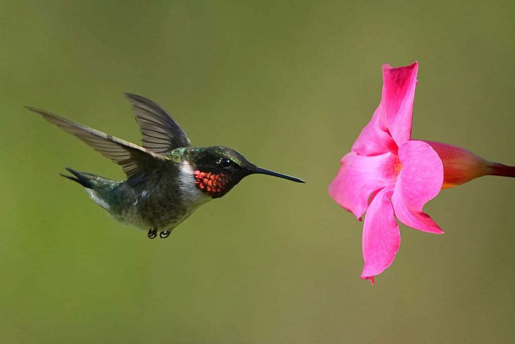 Colibrì che si avvicina al fiore rosa