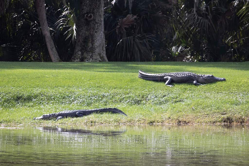 Stati Uniti, Florida, celebrazione.  Due alligatori che riposano vicino al campo da golf