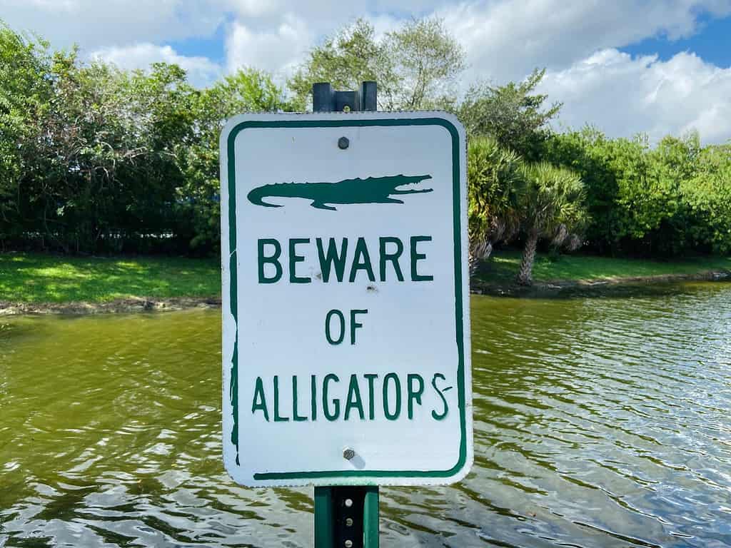 Attenzione al segnale di avvertimento degli alligatori vicino al canale e al lago della Florida