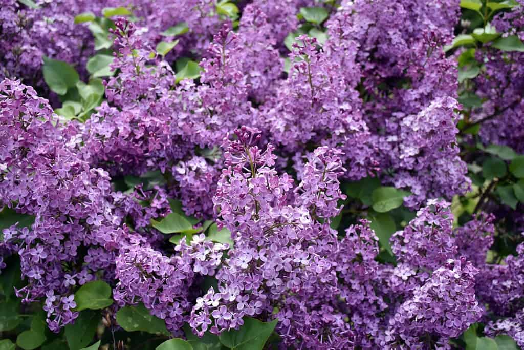 Fiori viola dell'arbusto lilla nano coreano Syringa meyeri che fiorisce in primavera, una buona scelta per una siepe colorata.