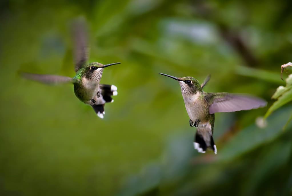 Una bella coppia di colibrì che si rincorrono