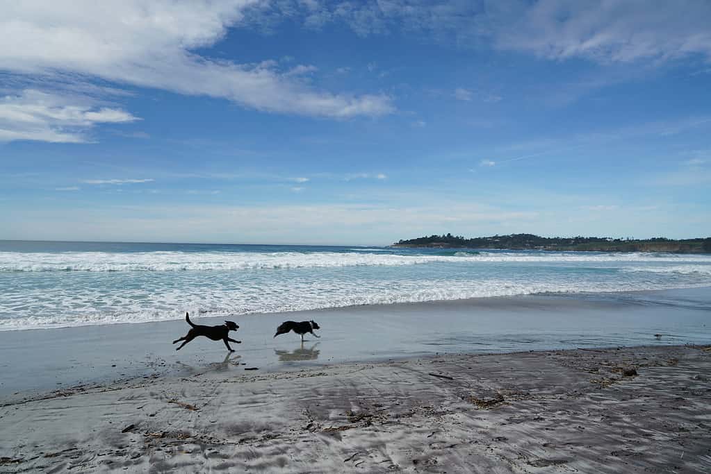 Due cani che corrono sulla spiaggia di Carmel, California