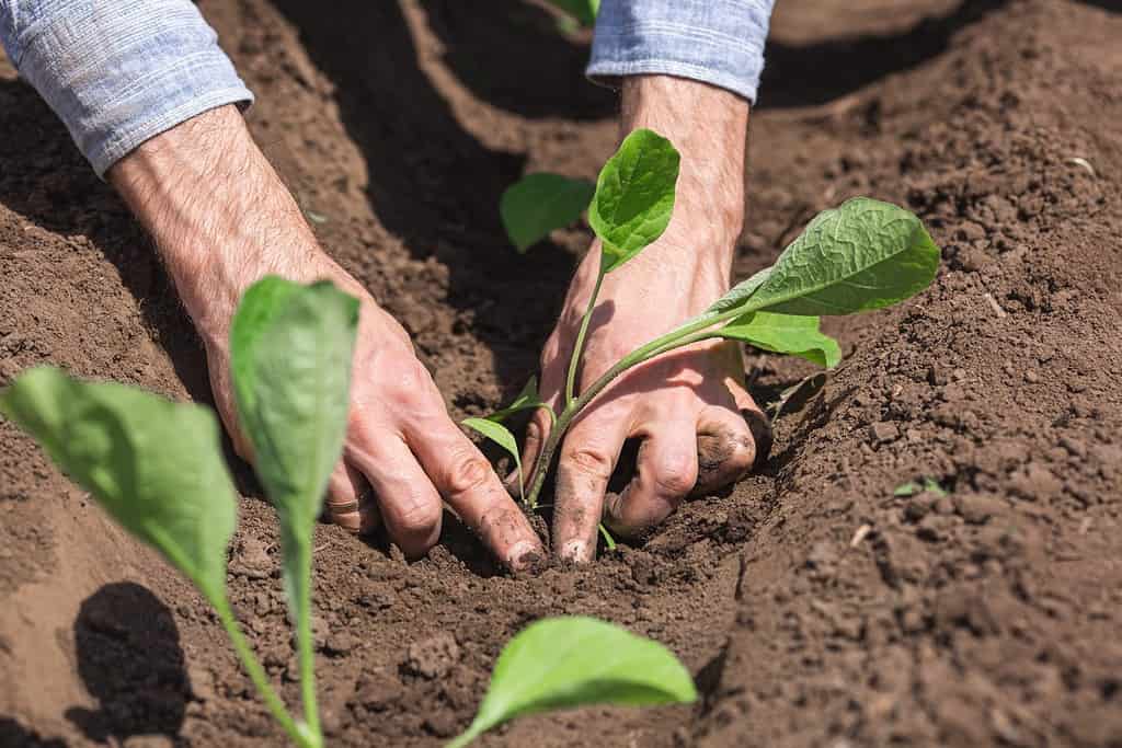 giardiniere del primo piano che pianta melanzane nell'orto.