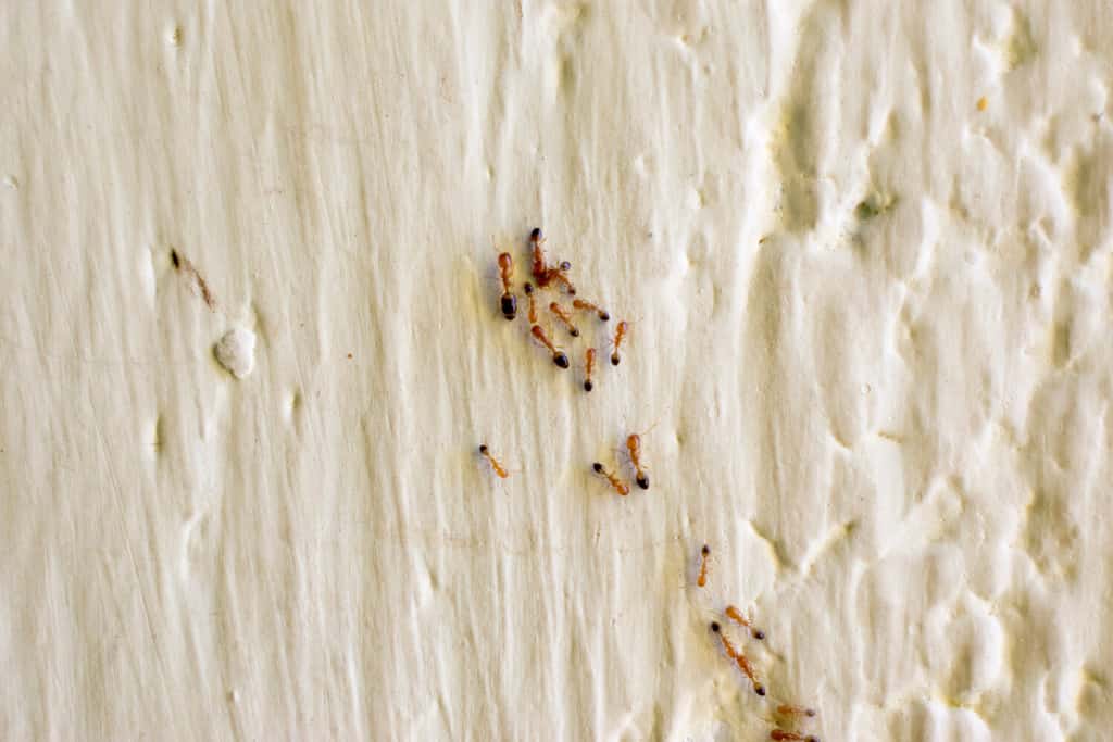 piccolo gruppo di formiche di fuoco sul muro di una casa parassita interna