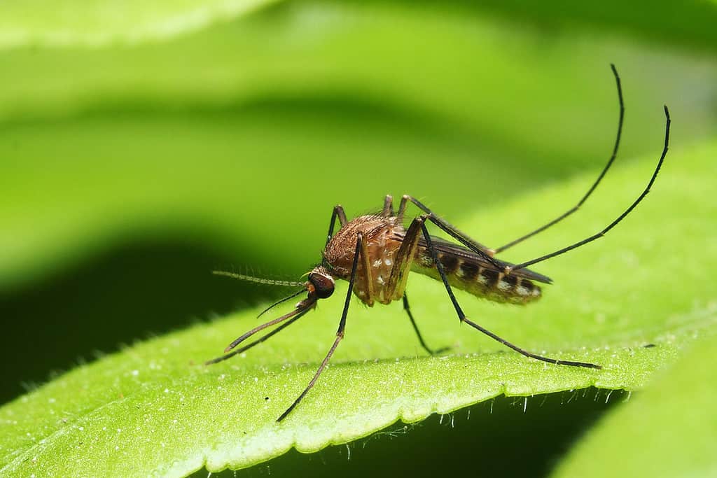 la citronella respinge le zanzare