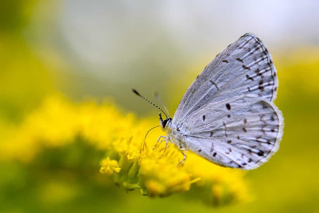 Karner farfalla blu, Plebejus melissa samuelis, su verga d'oro.  Ora è in pericolo a causa della distruzione dell'habitat del lupino blu selvatico che è l'unico cibo di cui si nutrono le larve.