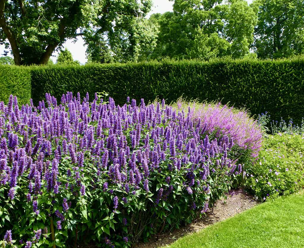 Siepe di Agastache viola in un giardino