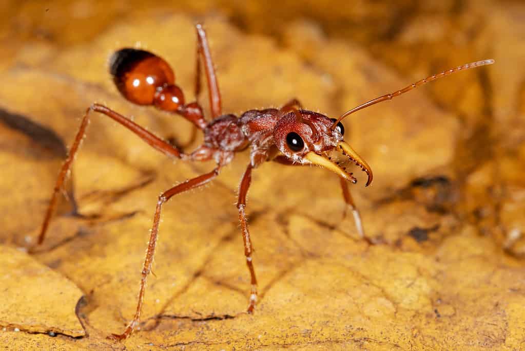 Formica toro australiana