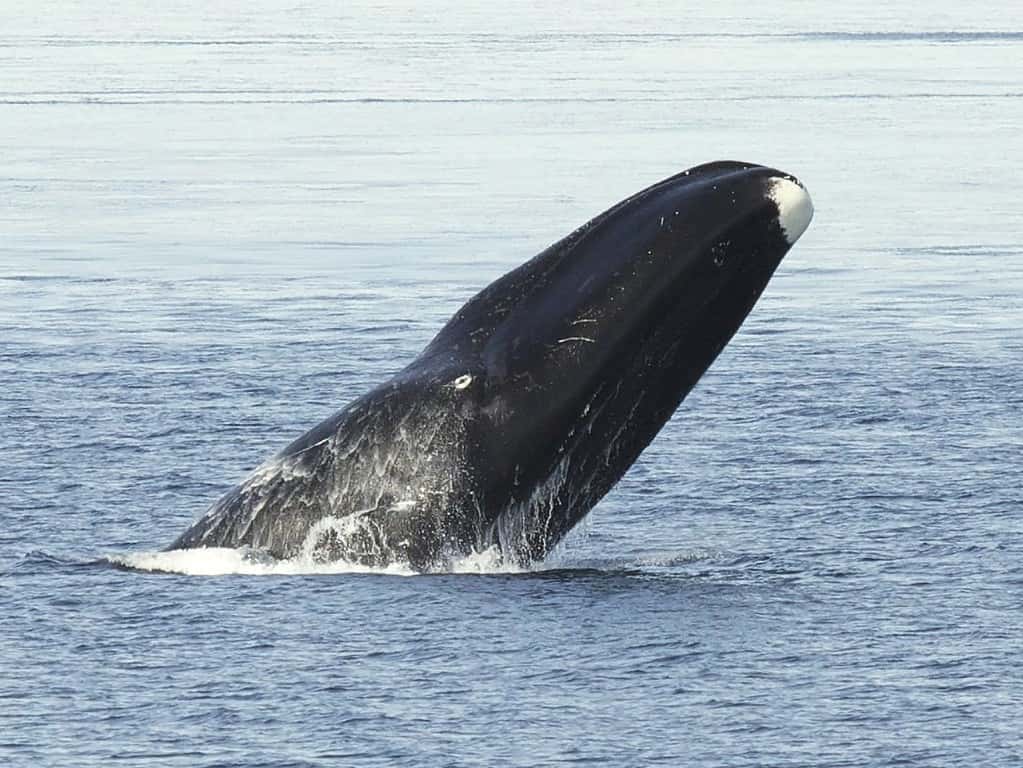 Balena della Groenlandia