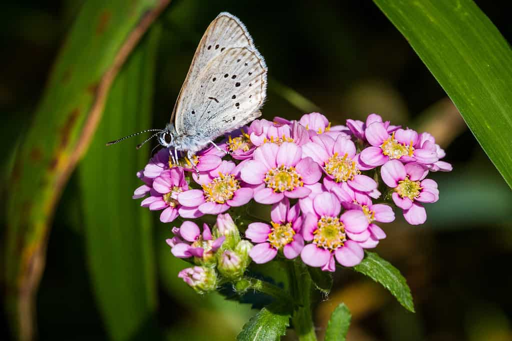 Primavera azzurro (Celastrina agriolus) farfalla su Yarrow cinese (Achillea alpina), Isola di Rebun, Giappone