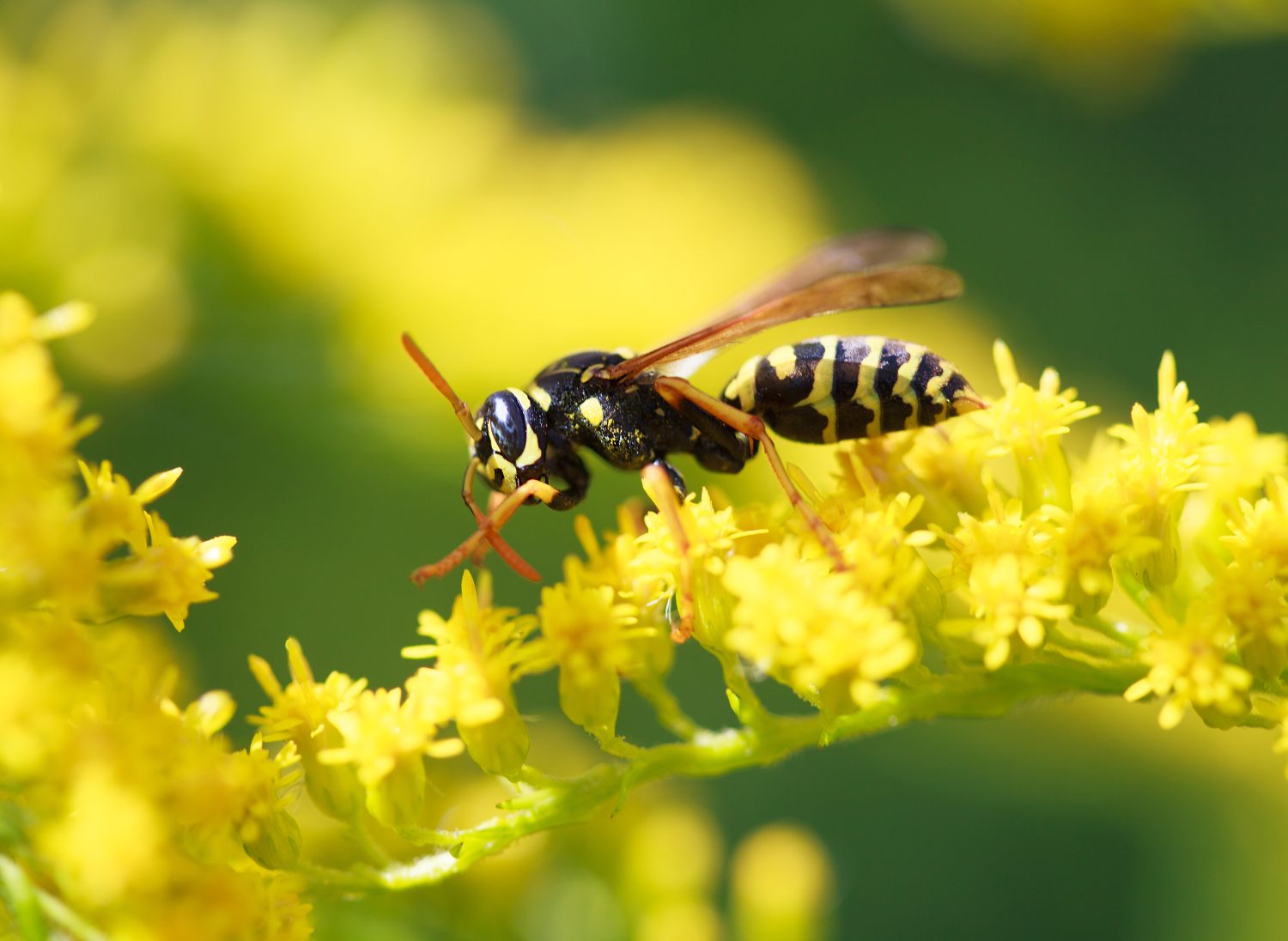 vespa del giardino su un fiore selvatico giallo, macro, fuoco selettivo sulla testa
