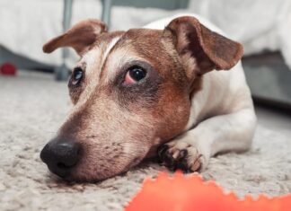Stanco e triste cane jack russell terrier sdraiato sul tappeto accanto al giocattolo rosso.  Concetto di cura degli animali domestici.