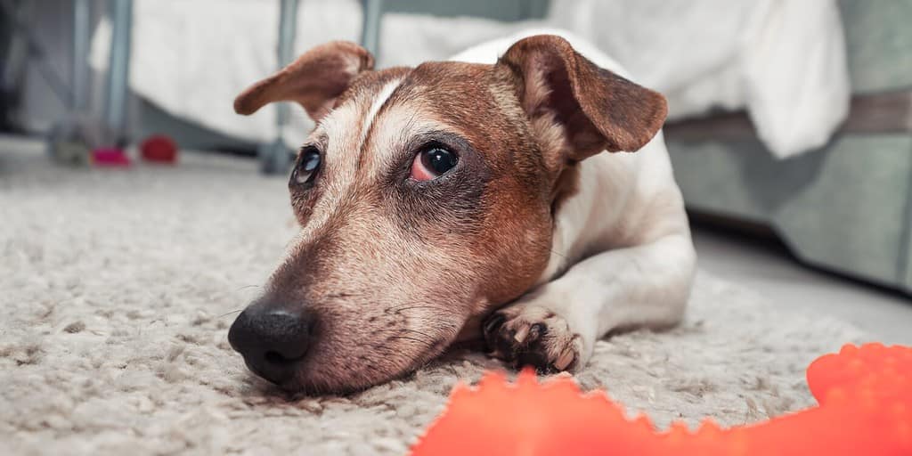 Stanco e triste cane jack russell terrier sdraiato sul tappeto accanto al giocattolo rosso.  Concetto di cura degli animali domestici.