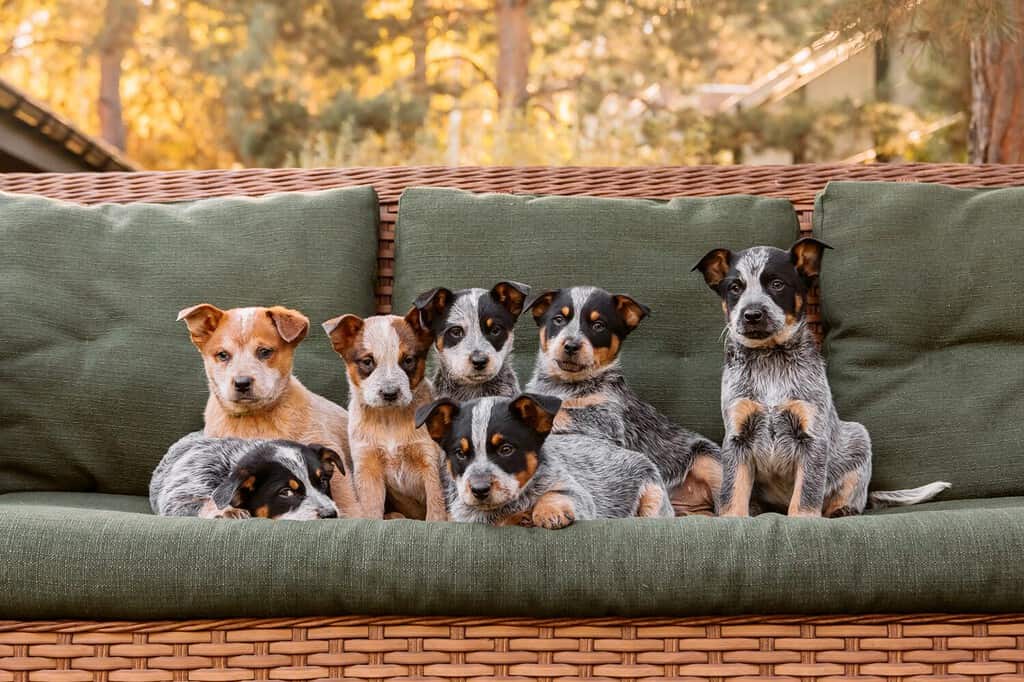 Cucciolo di cane bovaro australiano all'aperto.  Razza di cani Heeler blu e rossa.  Cuccioli nel cortile.  Lettiera per cani.  Canile per cani
