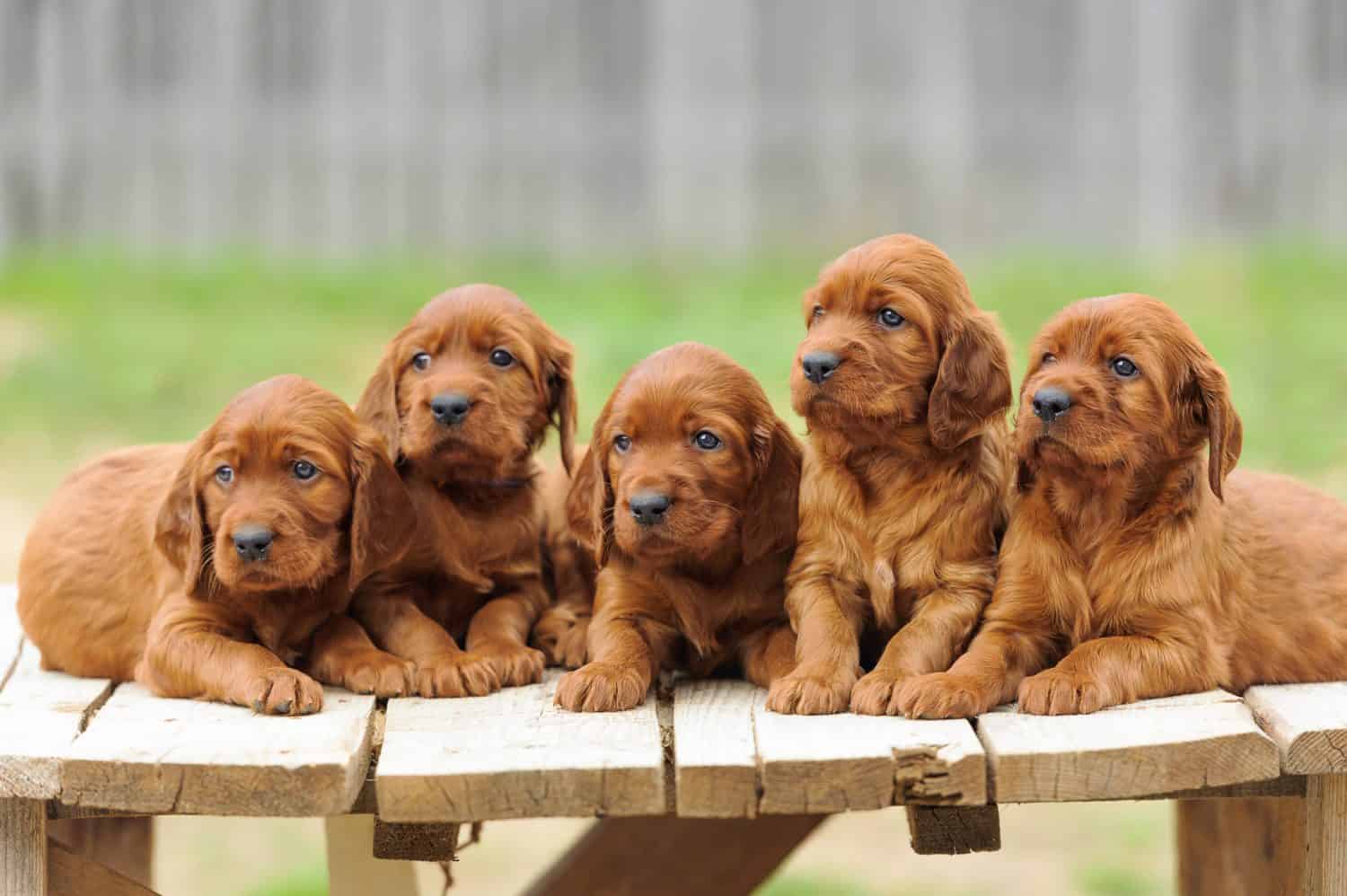 Cinque cuccioli di setter rosso giacciono su un tavolo di legno, all'aperto, orizzontale