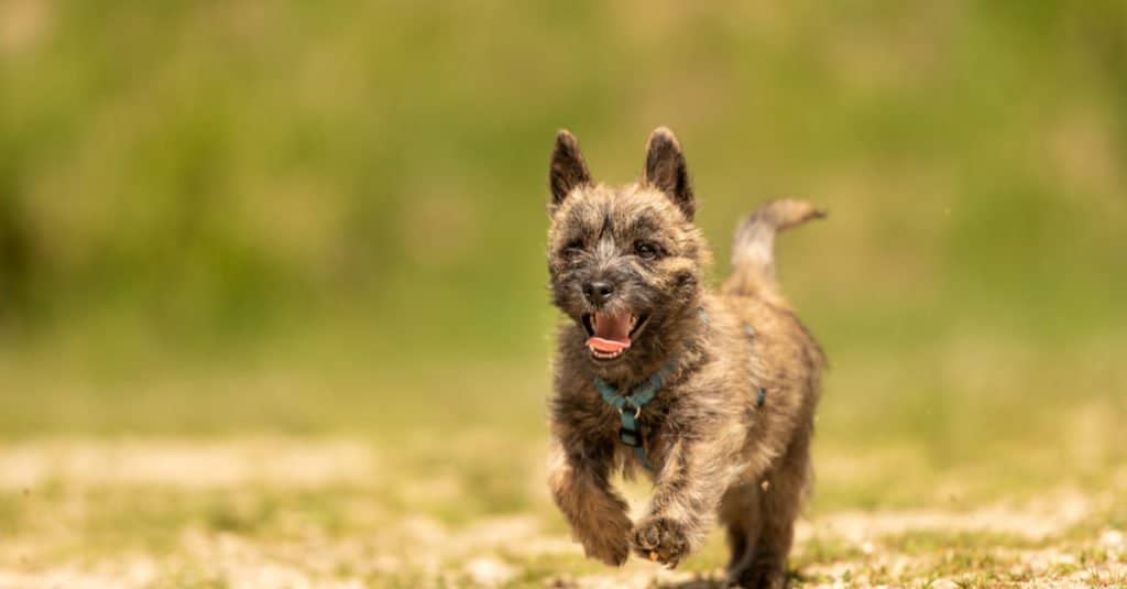 Cucciolo di Cairn Terrier che corre lungo la strada