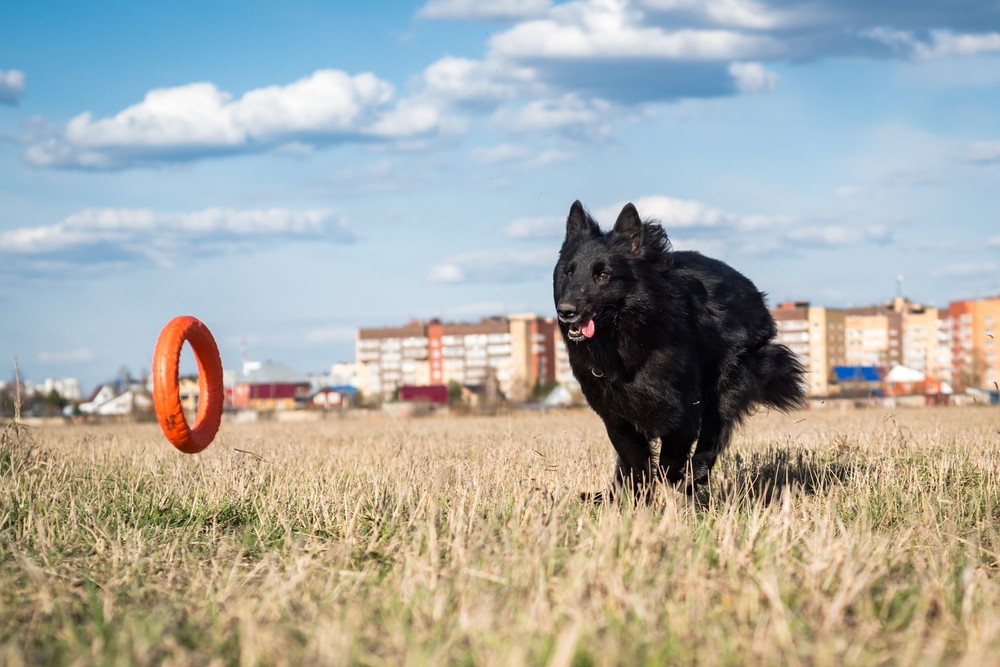 un cane nero della razza pastore belga Groenendael gioca e corre in un campo su un prato primaverile in una giornata di sole contro un cielo blu.