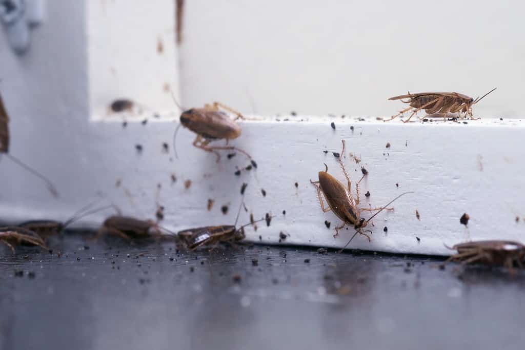 Molti scarafaggi sono seduti su uno scaffale di legno bianco. Lo scarafaggio tedesco (Blattella germanica).  Scarafaggi domestici comuni