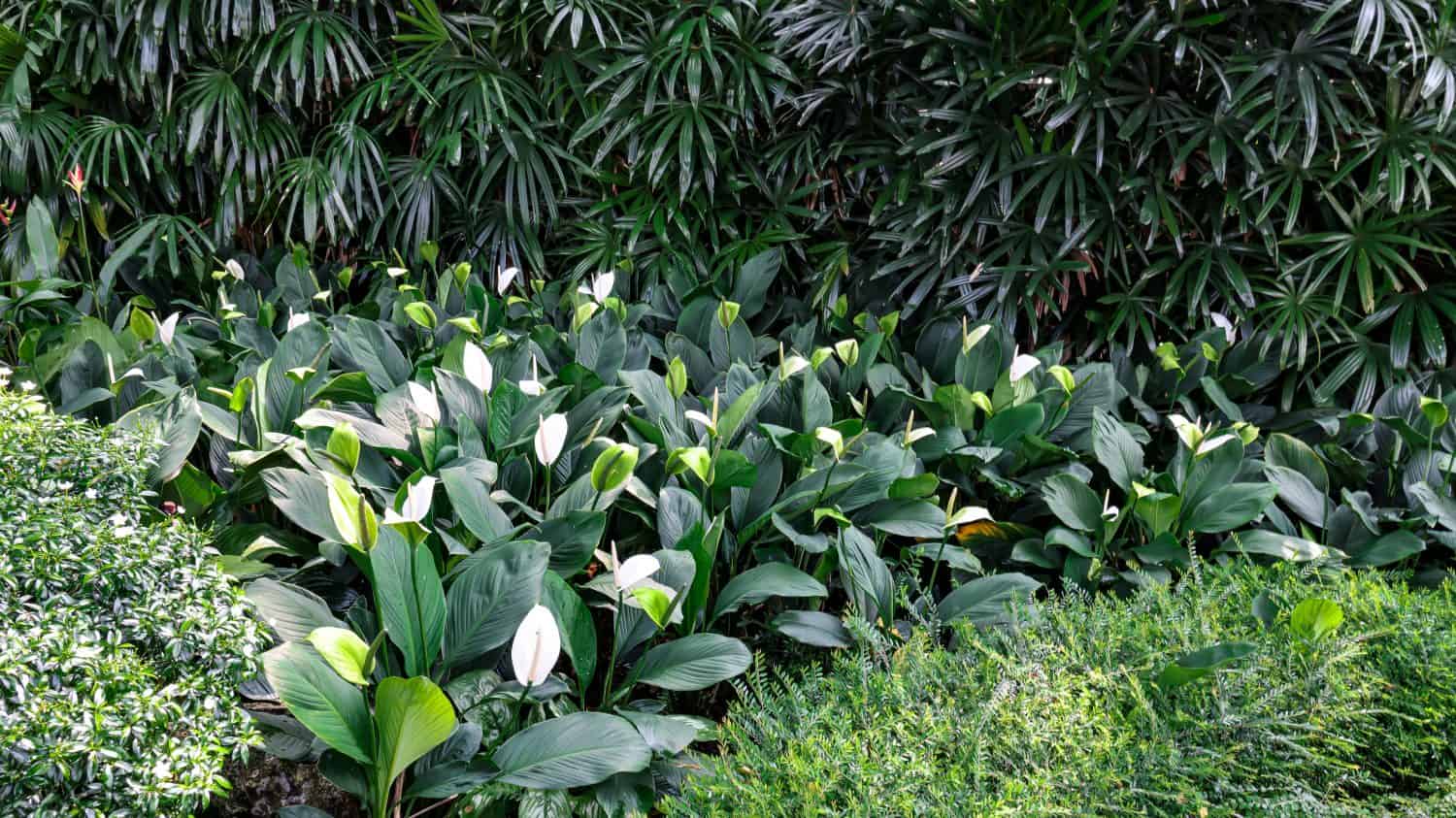 I fiori del Giglio della Pace (Spathiphyllum wallisii) sono prodotti in uno spadice (gambo fiorito) circondato da una spata (foglia modificata).  La spata è bianca quando appena aperta, diventa verde e poi marrone con l'età. 