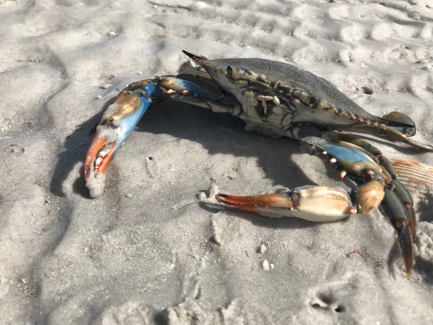 Granchio blu sulla spiaggia della Florida