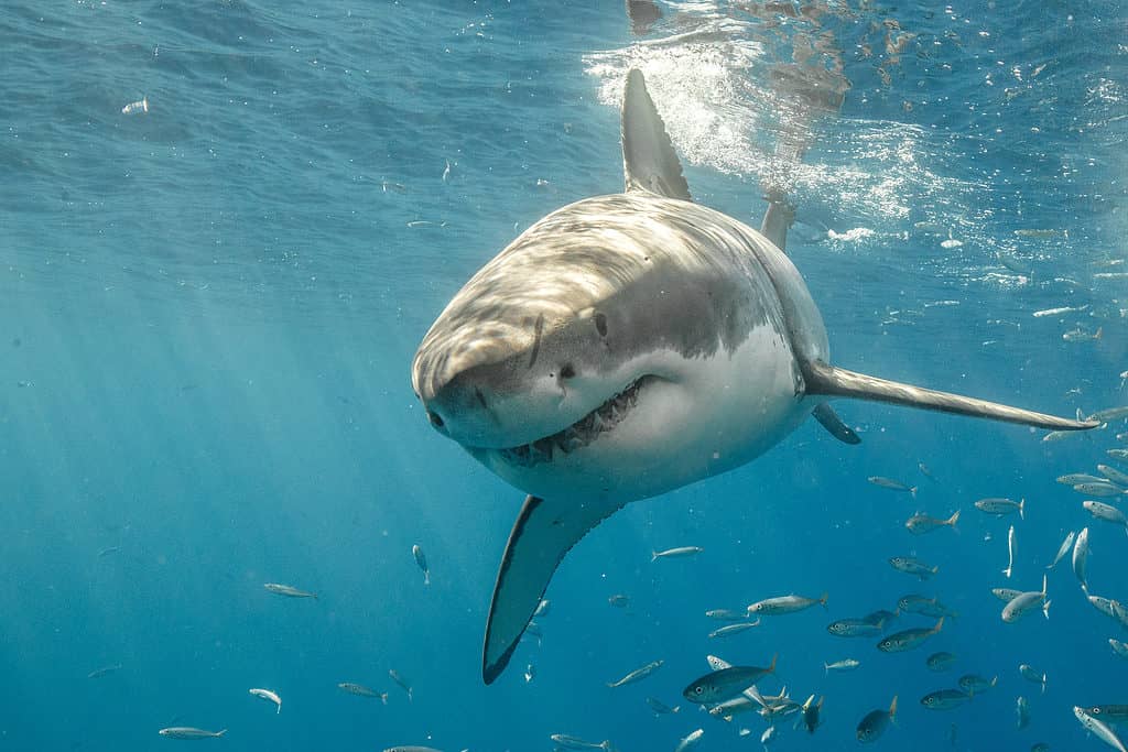 I grandi squali bianchi sono i predatori più importanti dell'oceano.