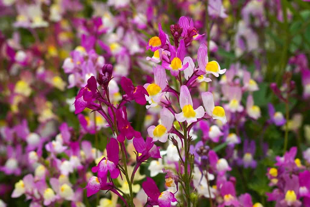 Primo piano di fiori di bocca di leone stimolati in fiore