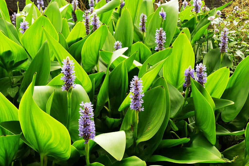 Gruppo di fiori Pickerelweed (Pontedria Cordata).