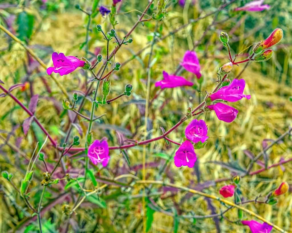 Fiori di campo della gola del fiume Columbia