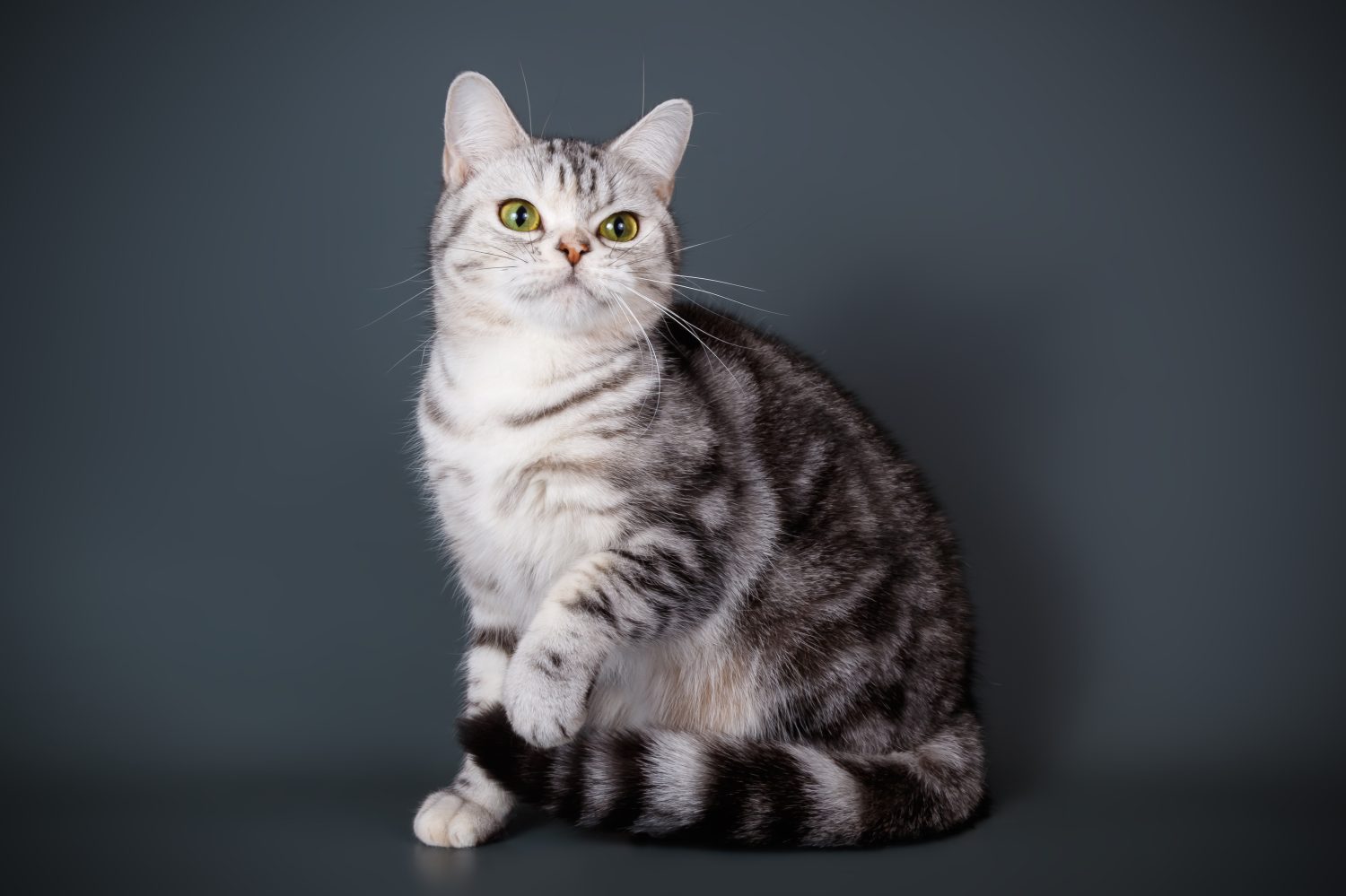 Fotografia in studio di un gatto American Shorthair su sfondi colorati