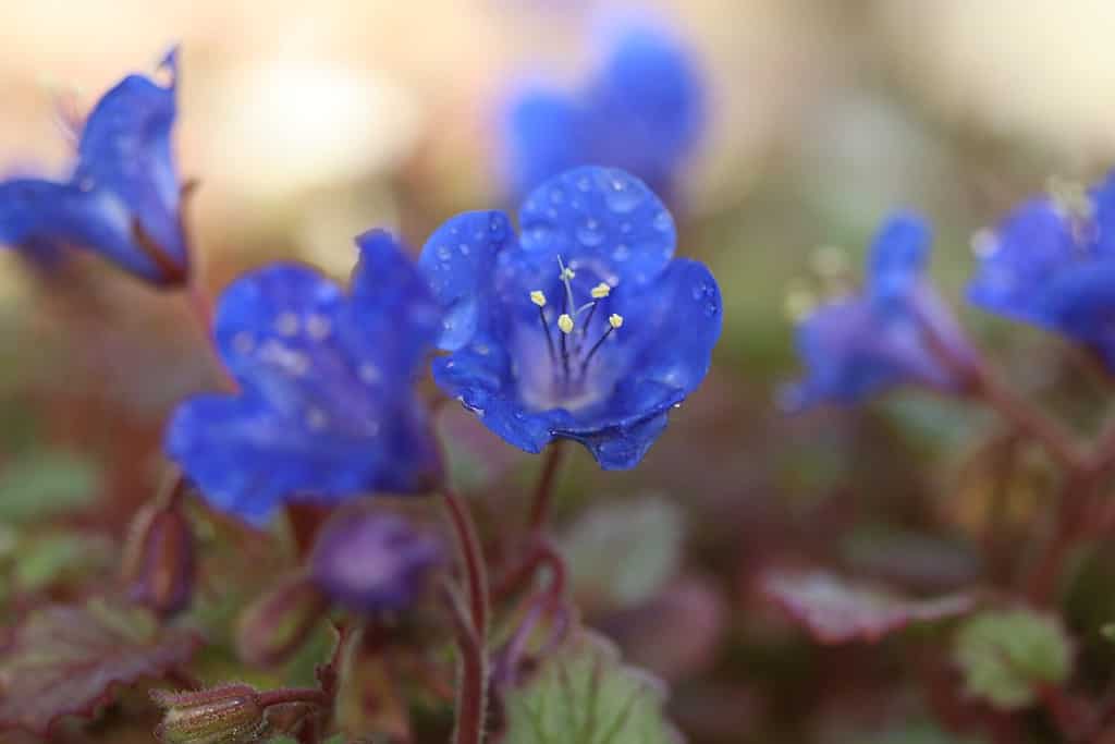 Phacelia campanularia, bellissimo fiore blu della famiglia della borragine.