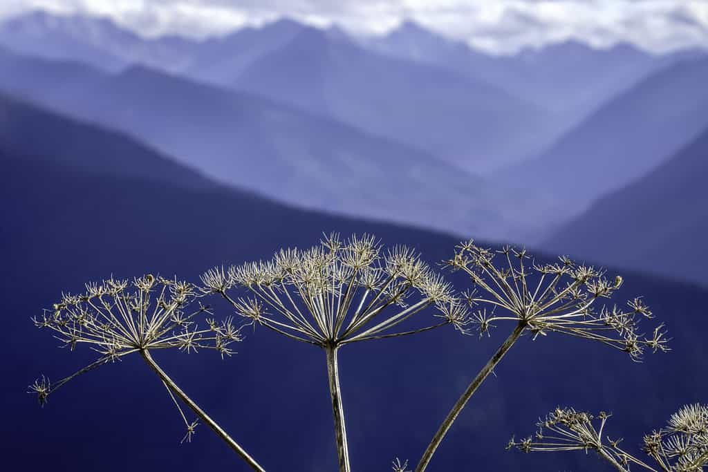 Fiori selvatici d'alta quota in autunno: primo piano della pastinaca di mucca (nome binomiale: Heracleum maximus), noto anche come sedano indiano, con le montagne olimpiche sullo sfondo (profondità di campo ridotta)