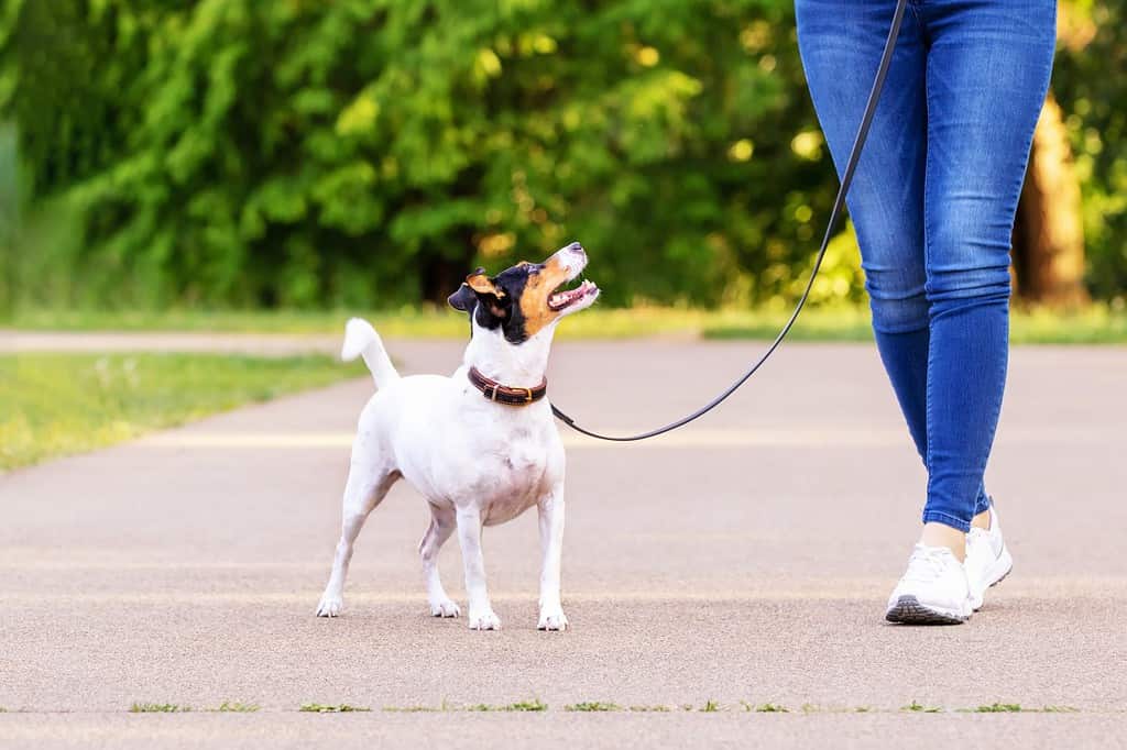 Cane Ratonero Bodeguero Andaluz che cammina nel parco con il suo proprietario