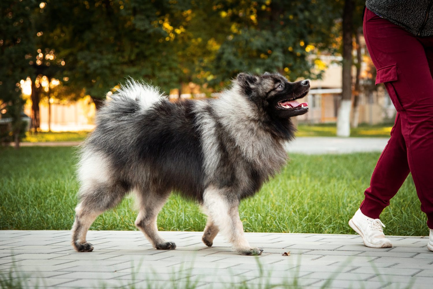 magnifiche fotografie di Keeshond, questo è un antistress sia nella vita che nella fotografia, possiamo acquistare non solo fotografie di Keeshond, ma anche i bambini stessi.