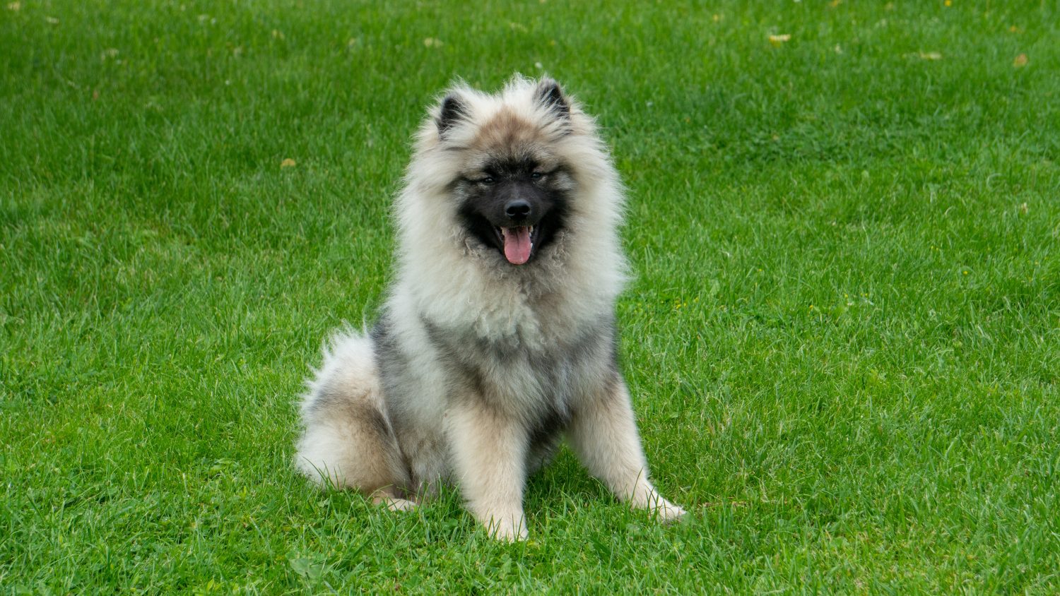 Divertimento con il cane keeshond in estate