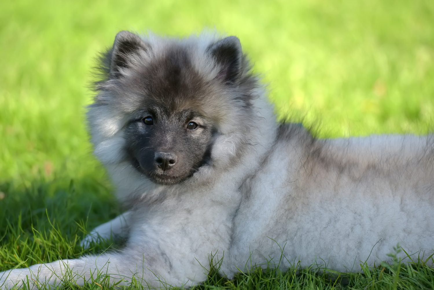 cucciolo di keeshond wolfspitz felice in estate sull'erba verde