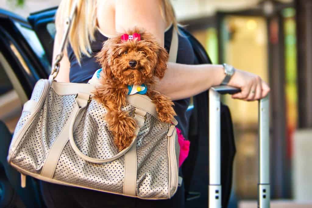 Un barboncino in miniatura in una borsa da viaggio tenuto da una donna che esce da un'auto con una valigia