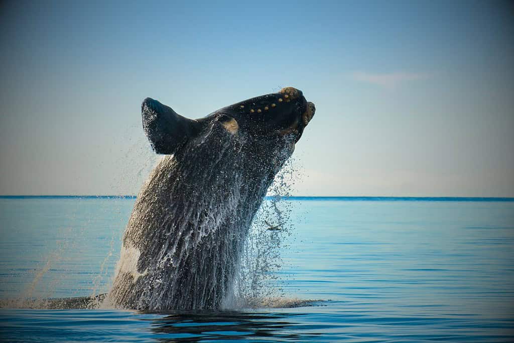 Balena franca del Nord Atlantico (Eubalaena glacialis): la balena franca del Nord Atlantico è una delle specie di grandi balene più a rischio di estinzione.