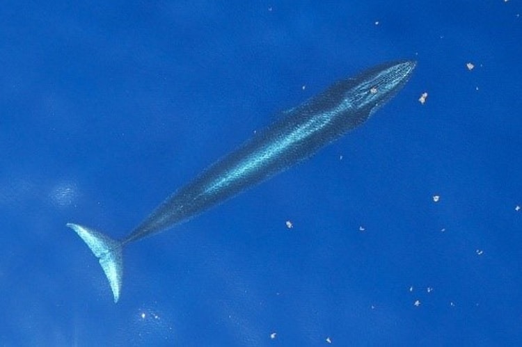 Una balena del riso si prepara a emergere in una giornata tranquilla nel Golfo del Messico nordorientale.  Balaenoptera ricei