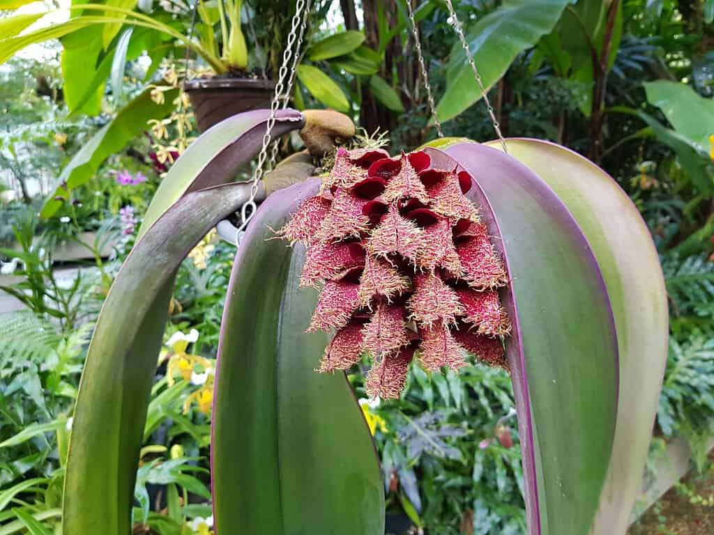Bulbophyllum phalaenopsis è una specie di orchidea del genere Bulbophyllum.  Famiglia delle Orchidacee.