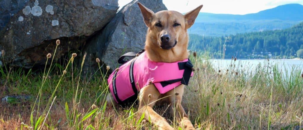Un cane da montagna di Formosa indossa una giacca rosa
