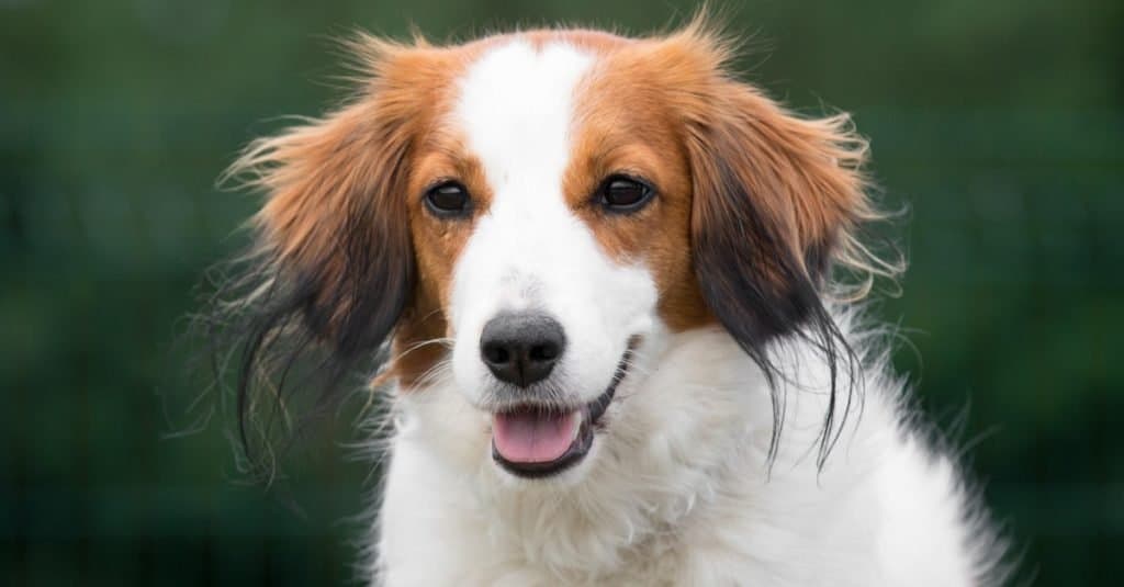 Splendido e soffice zibellino bianco Nederlandse Kooikerhondje, in una giornata di sole.