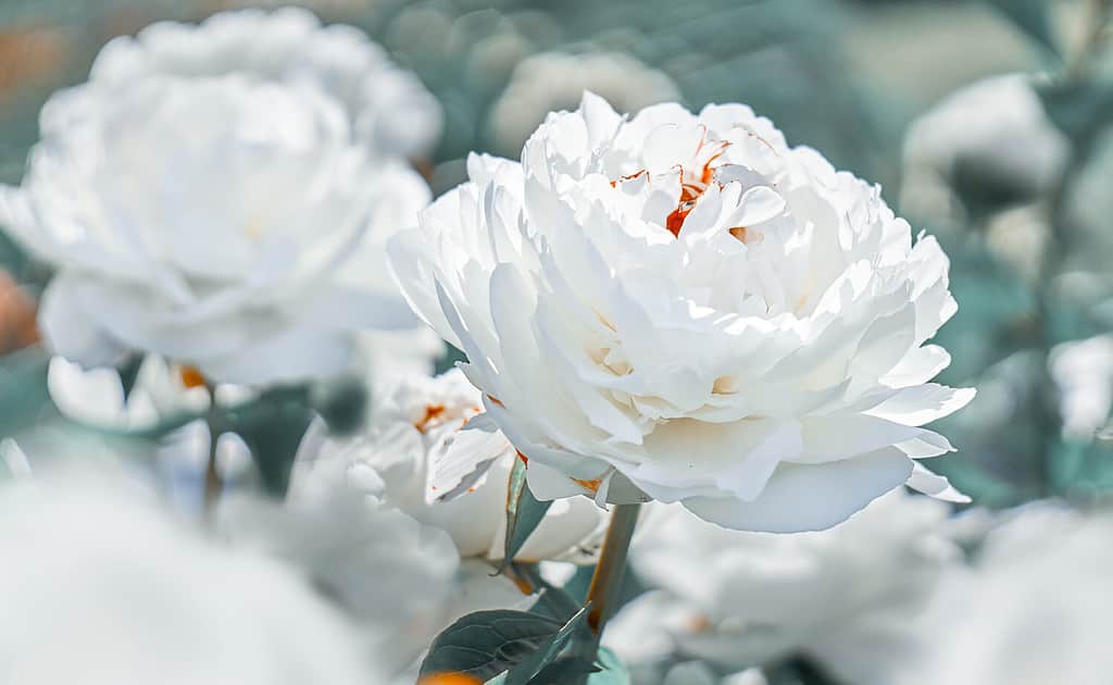 Le peonie bianche fioriscono sullo sfondo di peonie bianche sfocate nel giardino delle peonie.