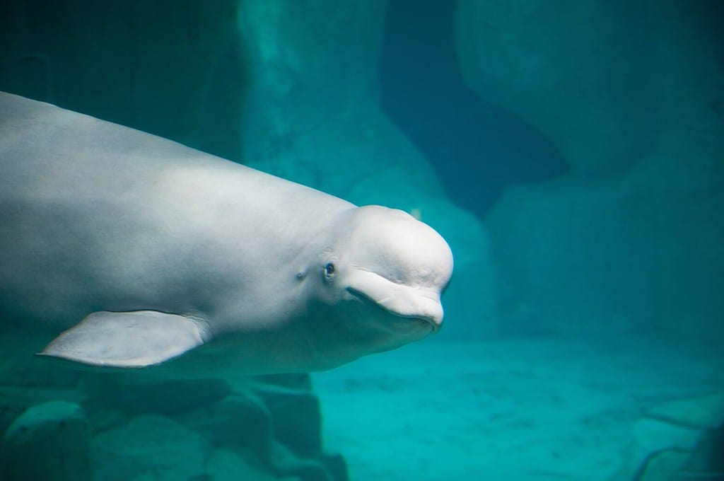 Balena Beluga bianca.  Foto di alta qualità